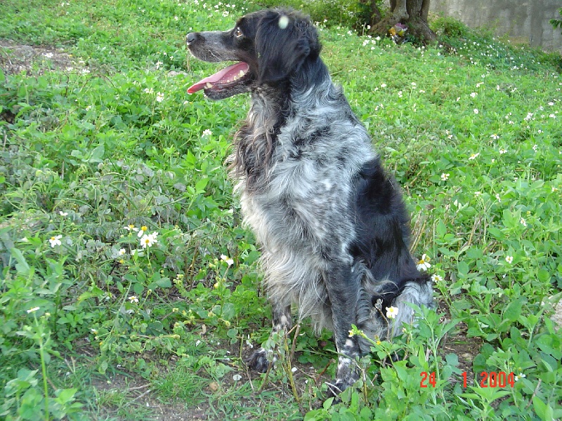 Pongo de la vallée de difort