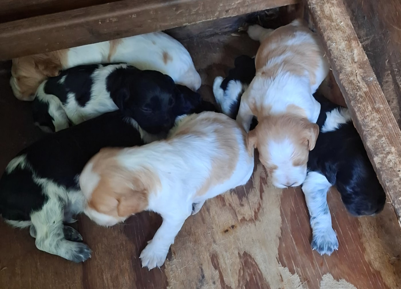 Chiots Sweet girl des plaines de l'espérance x Joy de la plaine marat
