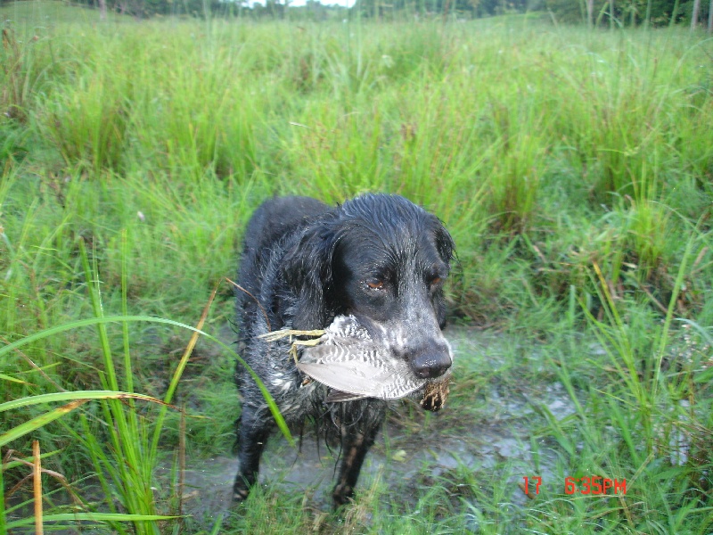 Chasse 18/12/2009
