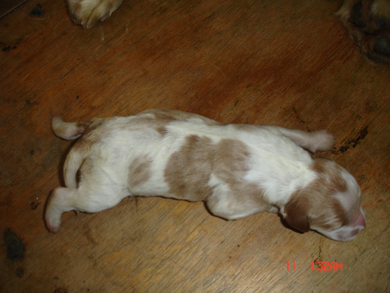 des plaines de l'espérance - Epagneul Breton - Portée née le 10/03/2010